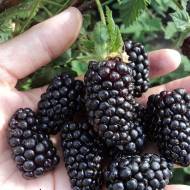 Саджанець Ожина Бжезіна в контейнері